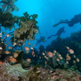 Scuba divers exploring a vibrant reef teeming with fish near Paihia in the Bay of Islands, New Zealand.