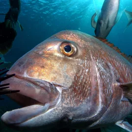 Close-up of a snapper swimming among marine life in clear waters near Paihia, Bay of Islands.