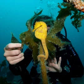 Scuba diver observing a yellow seahorse in the Bay of Islands