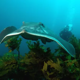 Stingray gliding over seaweed-covered reef with diver in the background in the Bay of Islands