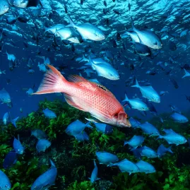 Pigfish swimming among a school of blue maomao above a reef in the Bay of Islands, New Zealand.