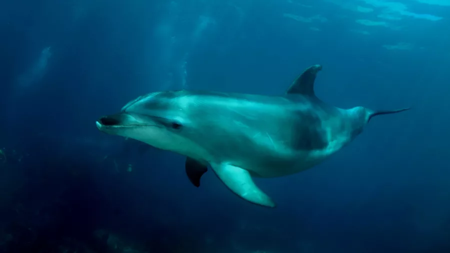 Dolphin swimming underwater in the Bay of Islands
