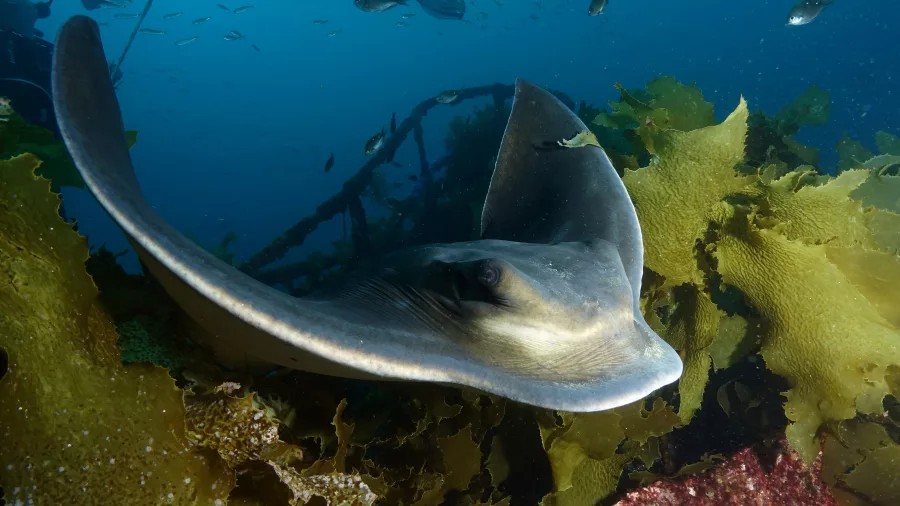 Close-up of a stingray swimming through dense kelp forest during a Discovery Scuba session in the Bay of Islands