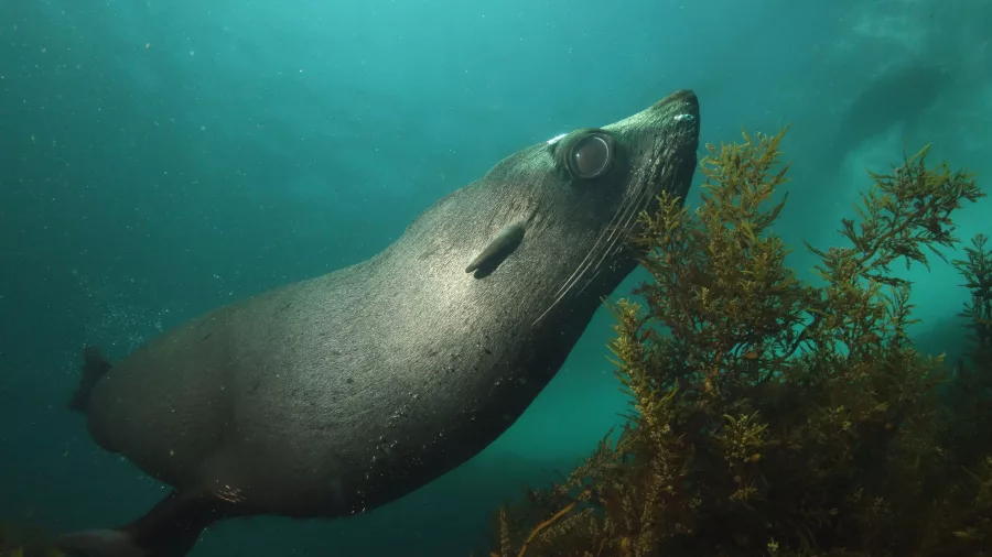 New Zealand fur seal swimming through kelp during a Discovery Scuba dive in the Bay of Islands