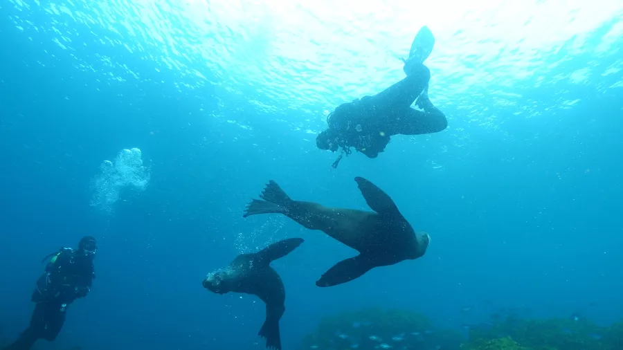 Scuba divers underwater alongside playful seals in clear waters near the Bay of Islands, New Zealand.