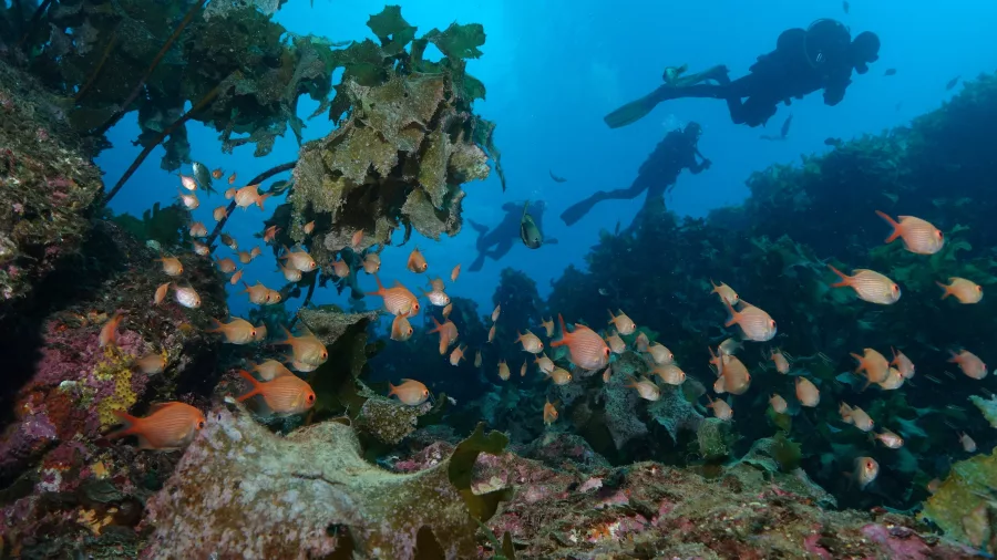 Scuba divers exploring a vibrant reef teeming with fish near Paihia in the Bay of Islands, New Zealand.