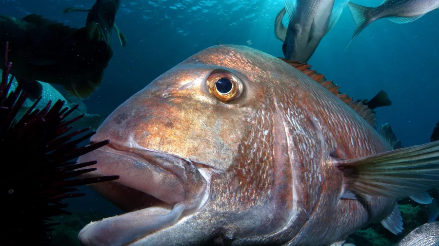 Close-up of a snapper swimming among marine life in clear waters near Paihia, Bay of Islands.