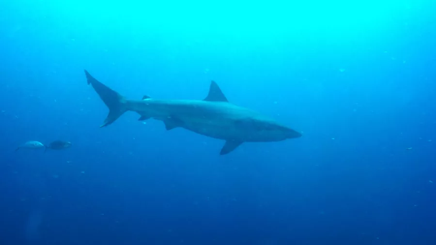 Shark swimming through open blue water during a Discovery Scuba dive in the Bay of Islands