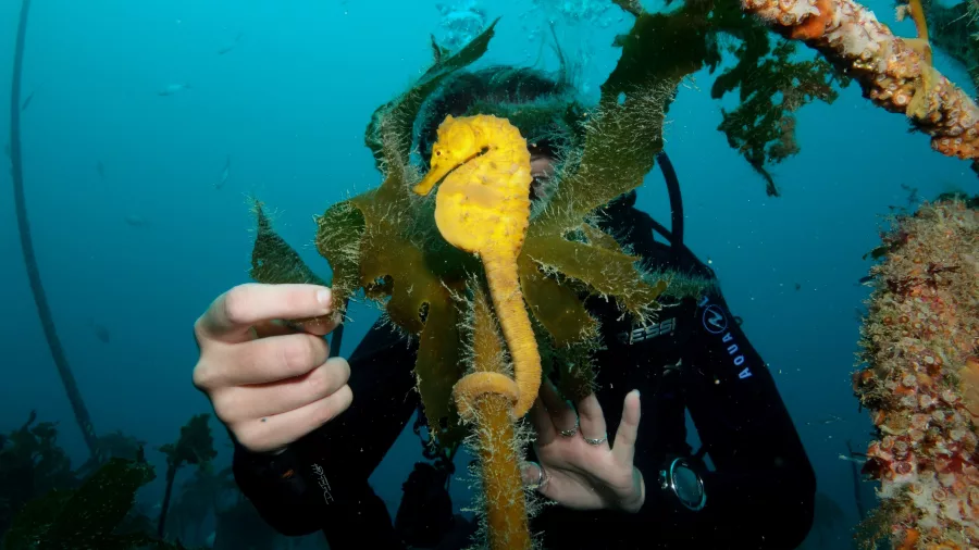 Scuba diver observing a yellow seahorse in the Bay of Islands