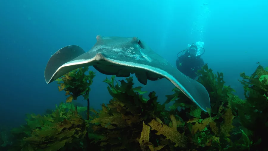Stingray gliding over seaweed-covered reef with diver in the background in the Bay of Islands