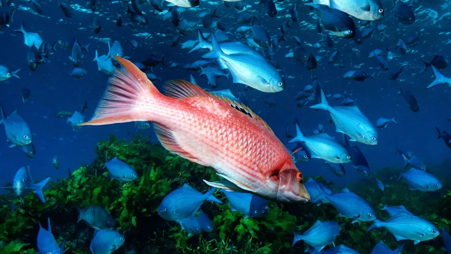 Pigfish swimming among a school of blue maomao above a reef in the Bay of Islands, New Zealand.