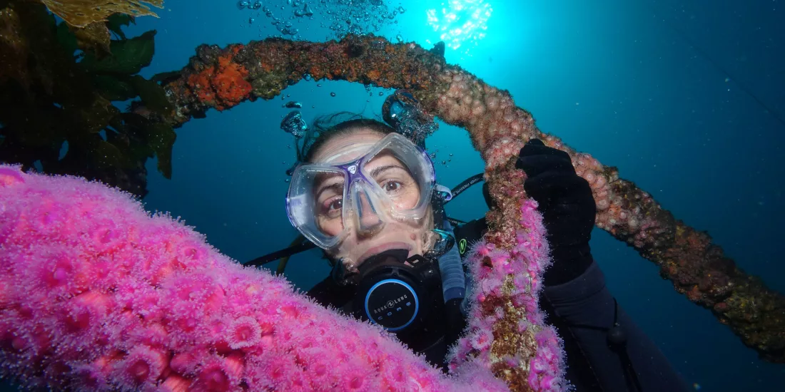 Diver inspecting vibrant pink anemones underwater in the Bay of Islands