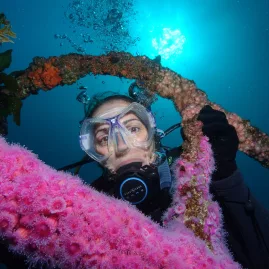 Diver inspecting vibrant pink anemones underwater in the Bay of Islands