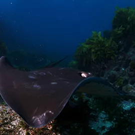 Short-tail stingray gliding over reef in the Bay of Islands