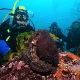 Scuba divers in training encounter an octopus on a colourful reef in Northland, New Zealand