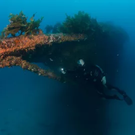 Scuba diver explores the bow of the Rainbow Warrior wreck covered in seaweed and marine growth