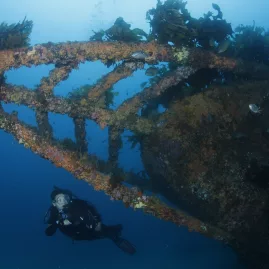 Scuba diver explores the interior of the Rainbow Warrior shipwreck surrounded by fish and marine debris