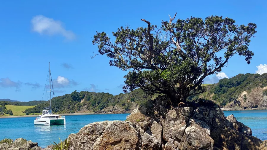 Pohutukawa tree growing from rocks with a catamaran anchored in the bay