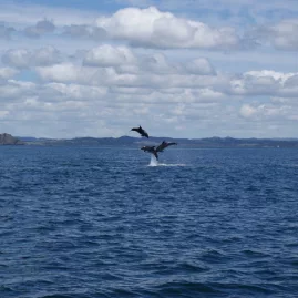 Dolphins leaping above the ocean in the Bay of Islands, Northland