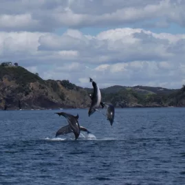 Dolphins leaping from the water in the Bay of Islands, Northland