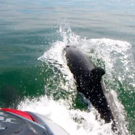 A dolphin surfacing beside a jet ski in the Bay of Islands