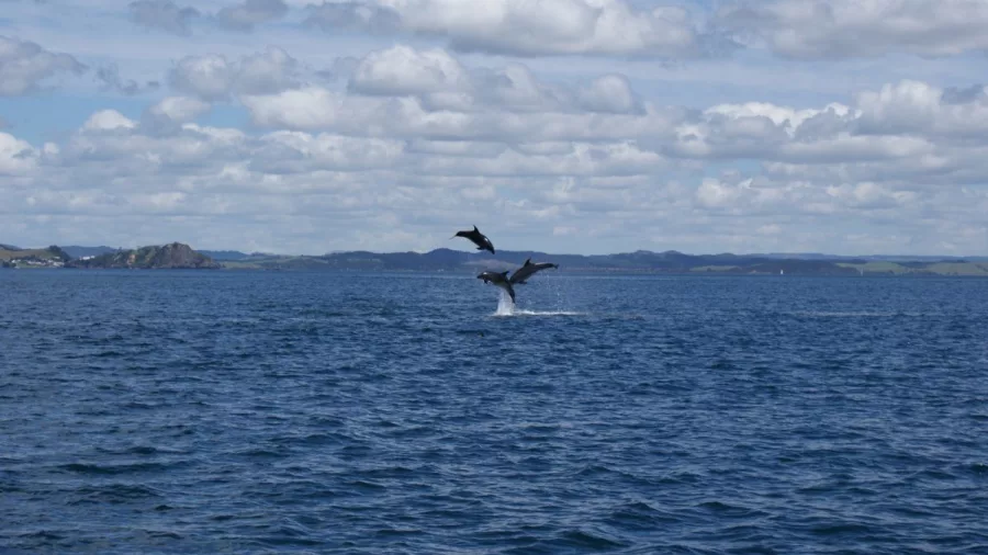 Dolphins leaping above the ocean in the Bay of Islands, Northland