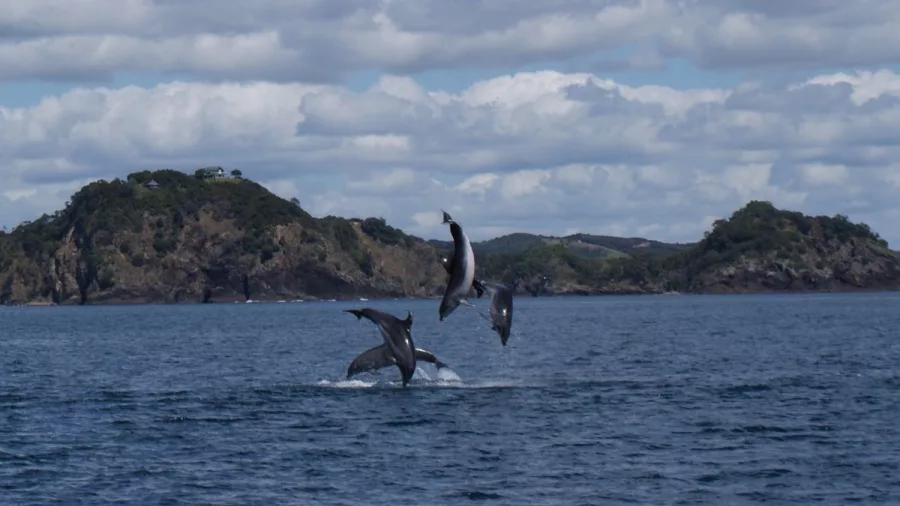 Dolphins leaping from the water in the Bay of Islands, Northland