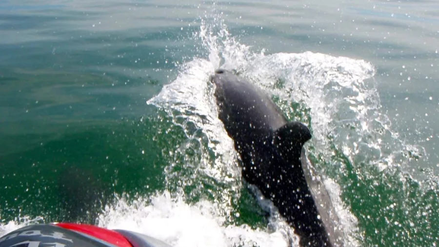 A dolphin surfacing beside a jet ski in the Bay of Islands