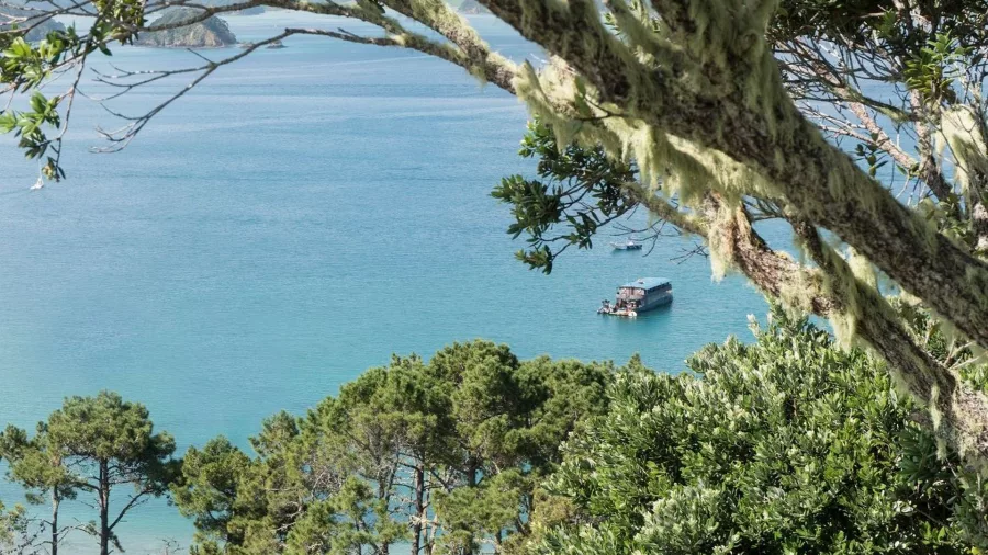 The Rock Adventure Cruise vessel anchored in the Bay of Islands, seen through native trees from a high lookout on Motuarohia Island