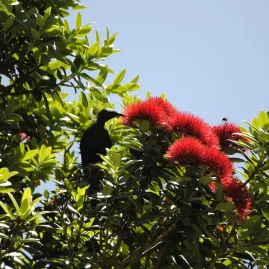 Tui bird feeding on bright red pōhutukawa blossoms in Northland, New Zealand
