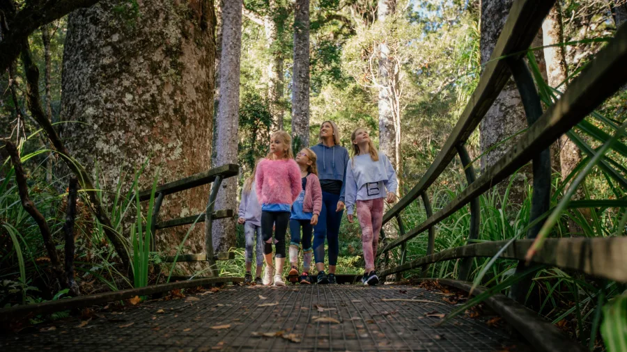 Family walking along the boardwalk through ancient kauri trees in Puketi Forest, Northland, New Zealand