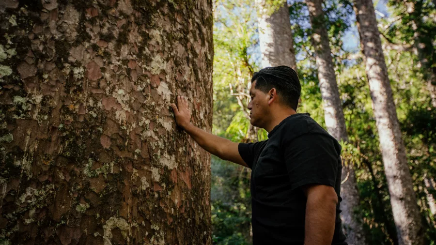 Man touching the trunk of a giant kauri tree in Puketi Forest, Northland, New Zealand
