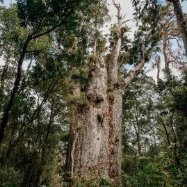 Tāne Mahuta giant kauri tree in Waipoua Forest, Northland