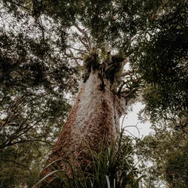 Towering kauri tree viewed from below during a twilight forest encounter in Waipoua, Northland