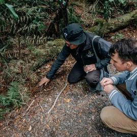 Māori guide sharing knowledge about native plants with a visitor during a forest walk in Waipoua, Northland