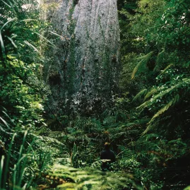 Visitor standing in front of a towering kauri tree surrounded by dense native forest in Waipoua