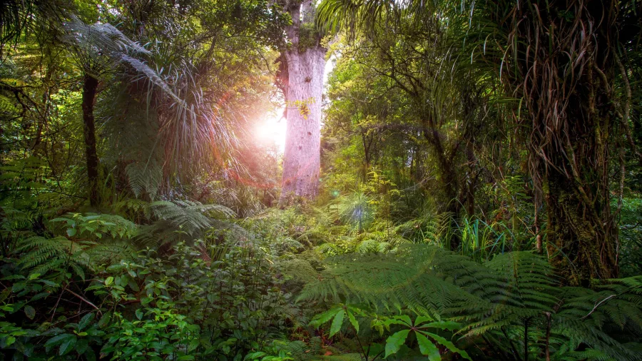Sunlight shining through dense native forest surrounding Tāne Mahuta, the giant kauri tree in Waipoua Forest