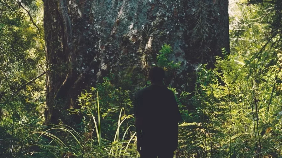 Silhouette of a visitor standing in front of Tāne Mahuta, the giant kauri tree in Waipoua Forest, Northland