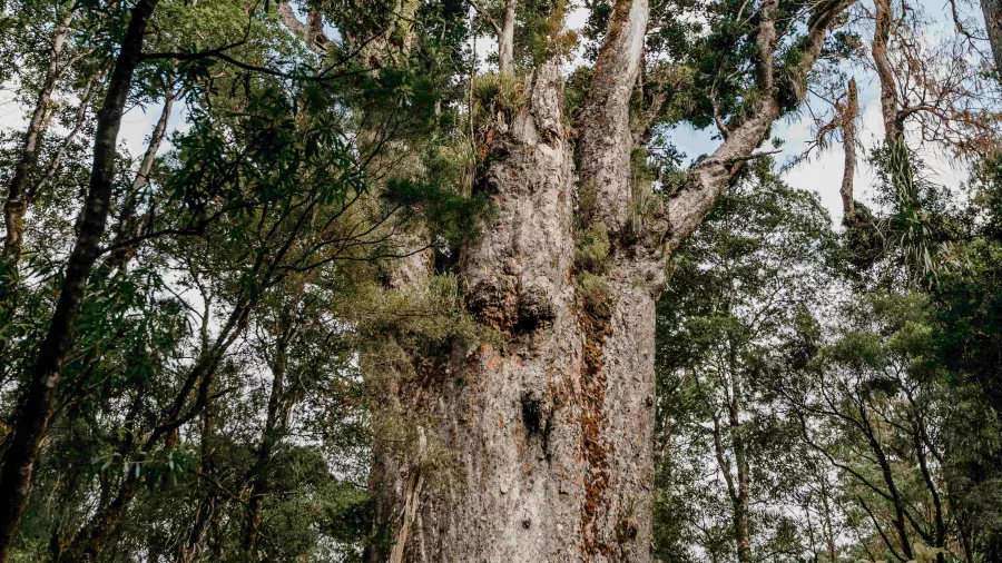 Tāne Mahuta giant kauri tree in Waipoua Forest, Northland