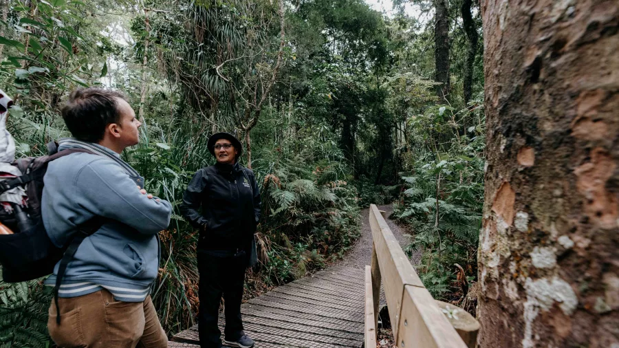 Visitor listening to a Māori guide beside a large kauri tree on a twilight forest walk in Waipoua, Northland