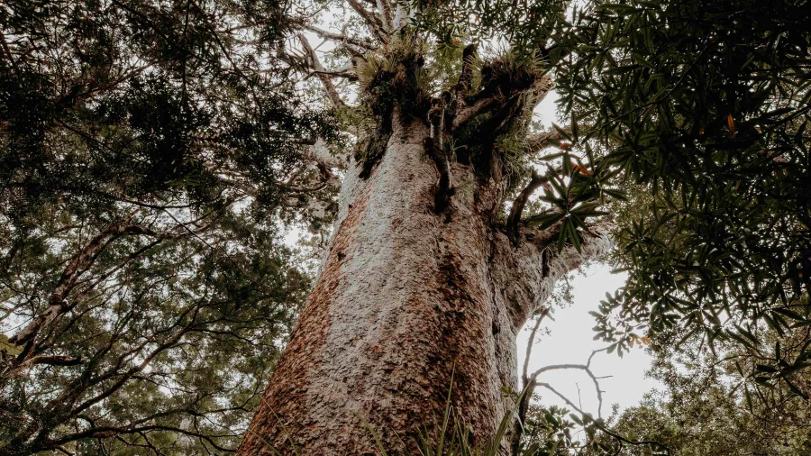 Towering kauri tree viewed from below during a twilight forest encounter in Waipoua, Northland