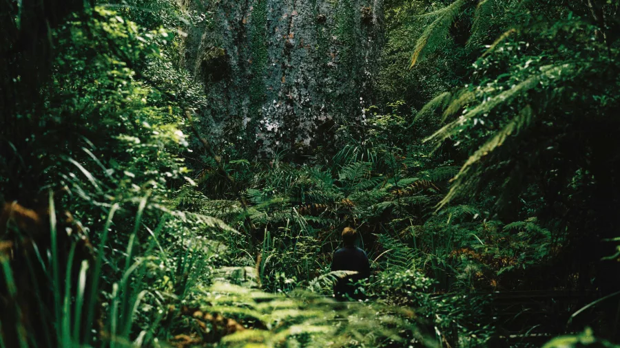 Visitor standing in front of a towering kauri tree surrounded by dense native forest in Waipoua