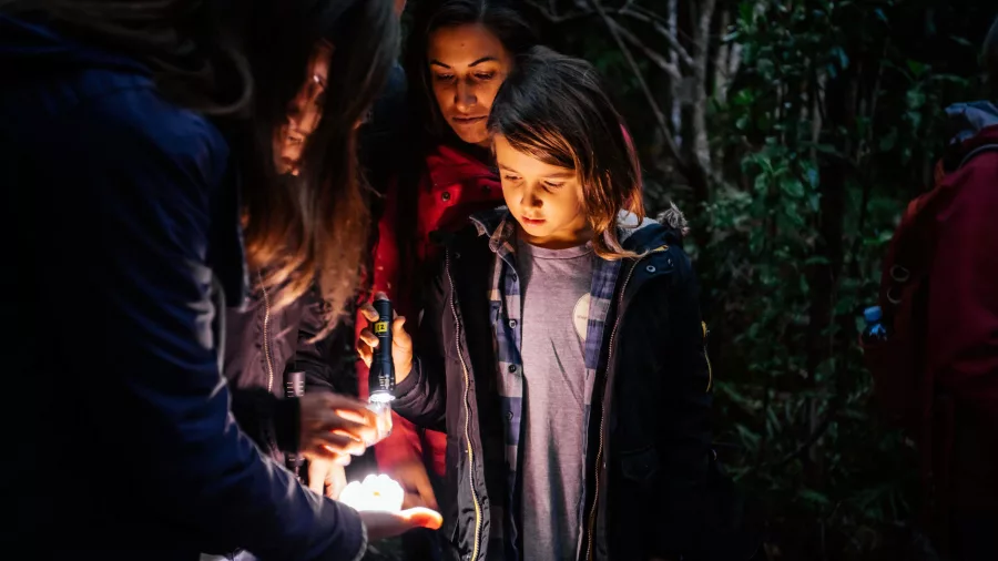 Family experiencing twilight forest tour at Waipoua with torchlight