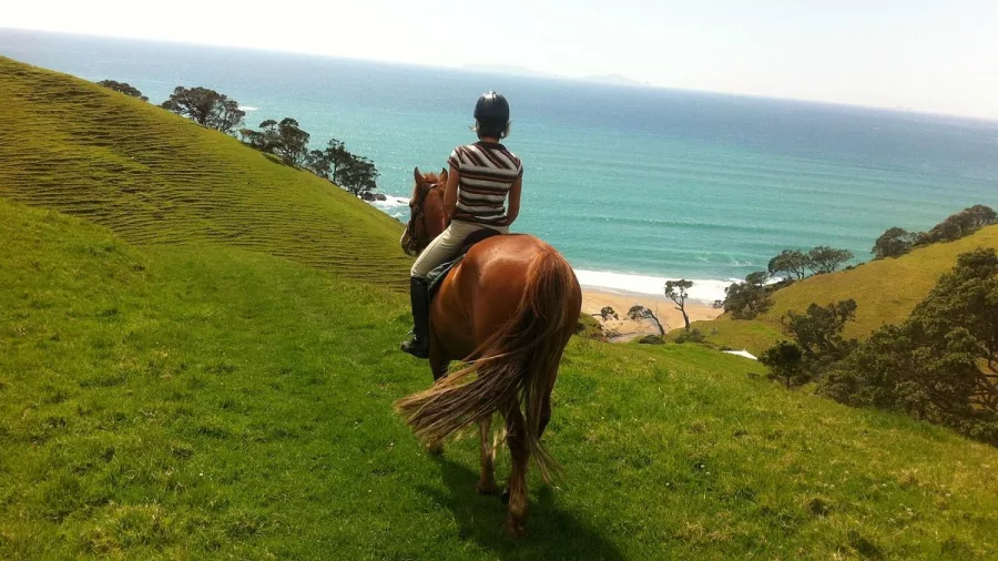 Horse and rider overlooking the ocean from a grassy hill in Matapōuri
