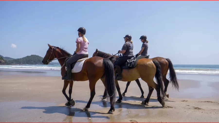 Three riders on horseback enjoying a beach ride under clear skies