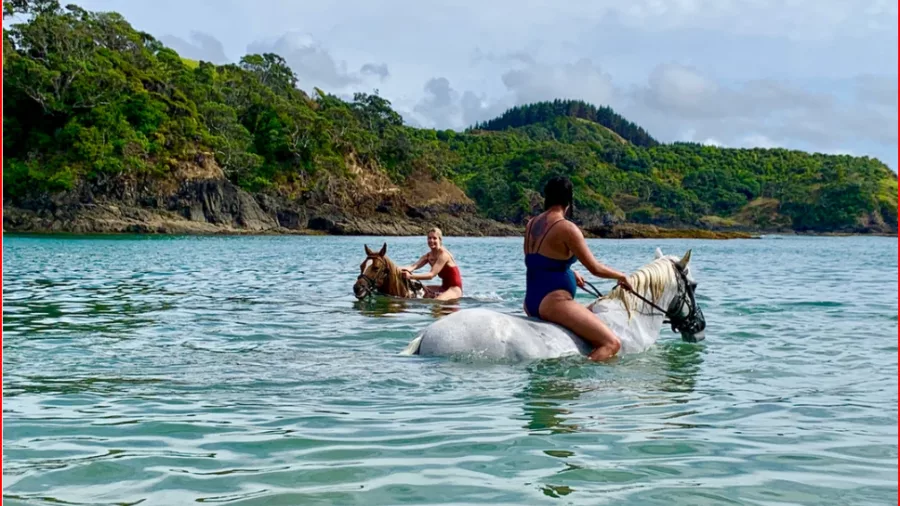 Two riders swimming horses in clear, calm ocean water surrounded by lush headlands in Matapōuri