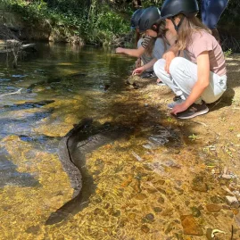 Children in riding helmets watching freshwater eels in a clear stream along the Tuna Trail in Northland