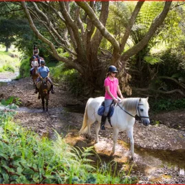 Group of horse riders crossing a shallow stream under native trees along the Tuna Trail in Northland