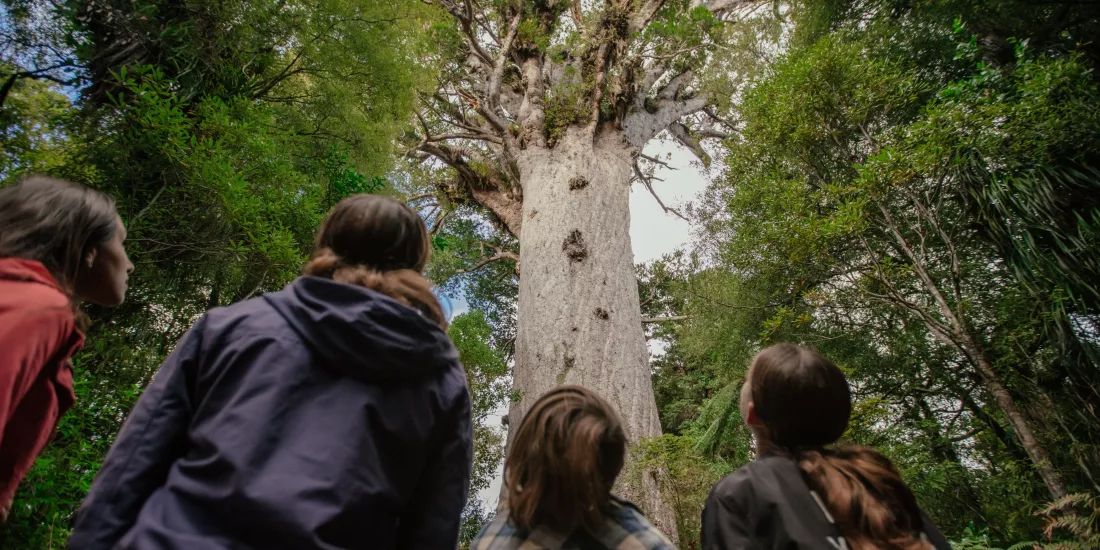Visitors looking up at the towering Tāne Mahuta in Waipoua Forest, Northland, New Zealand