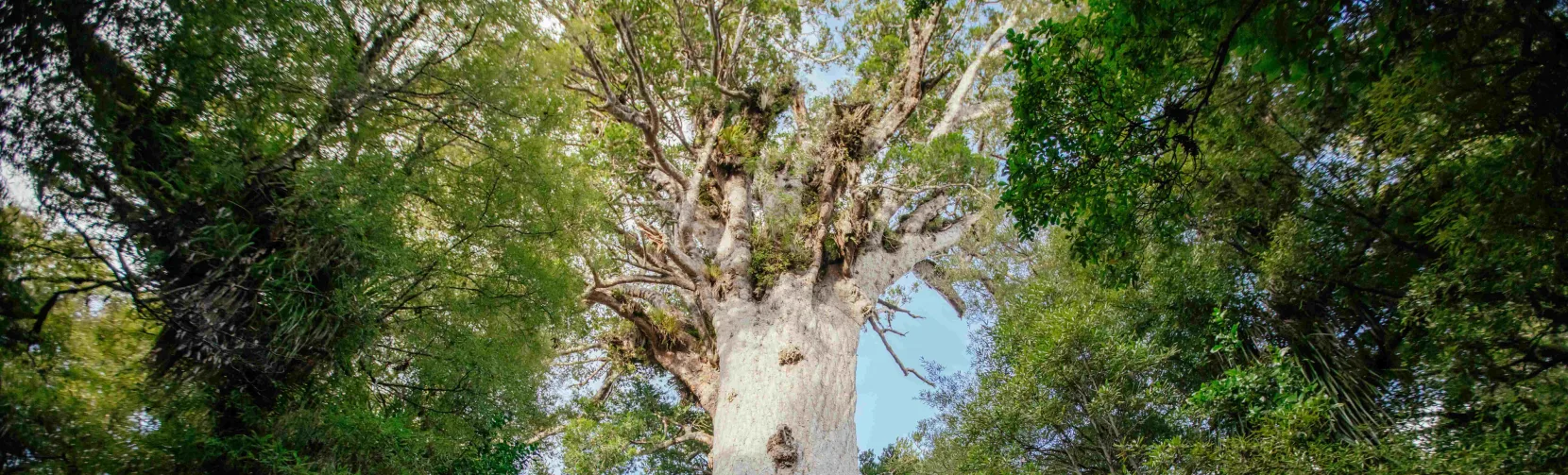 Tāne Mahuta, the largest living kauri tree, standing tall in Waipoua Forest, Northland, New Zealand